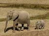 Africa Nature Animals (54)